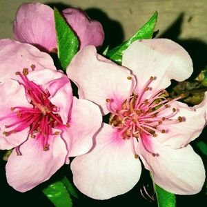 Meet your Posher, Cate